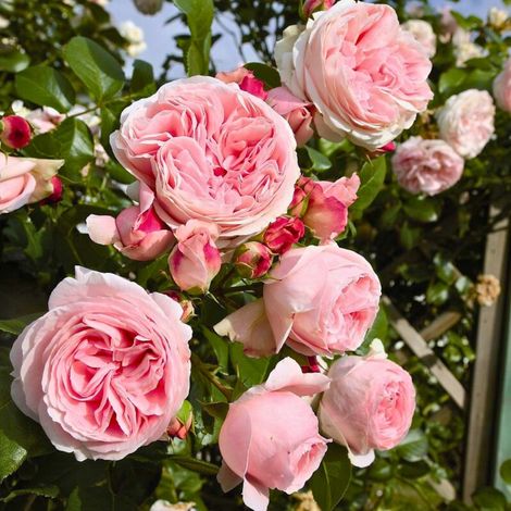 Gardenaria Rosa 'Giardina' - Rosa da giardino - Altezza: 180 cm (vaso 20)