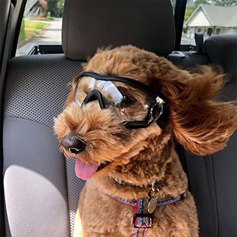 Lunettes Pour Chiens Protection Des Yeux À l'Extérieur Sangle Réglable Facile À Mettre De Soleil Pour Animaux De Compagnie-Transparent (1/5)