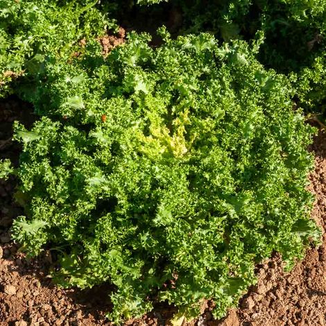 Chicorée Frisée de Meaux Vilmorin (1/2)