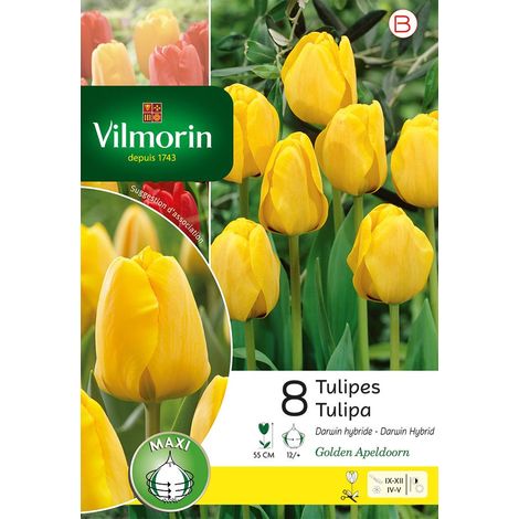 Vilmorin Tulipe Golden Apeldoorn (x8) (1/3)