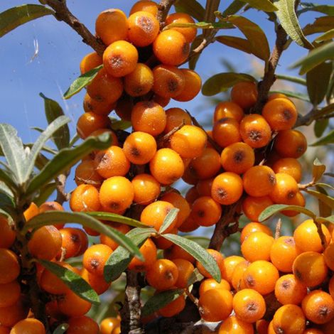 Argousier - Hippophae rhamnoides  - 60-80 cm pot