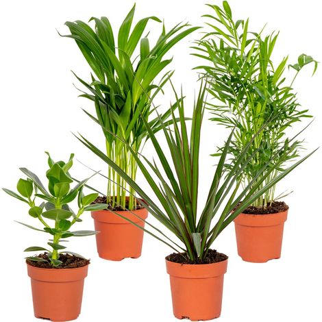 Bloomique - Lot de 4 - Mélange de plantes d’intérieur résistantes - Dracaena, Dypsis, Clusia, Chamaedorea - Dépolluantes - 20-40 cm de haut - Pot 12 cm