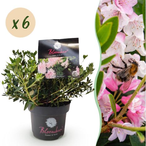 Rhododendron Light Pink Lot de 6 Arbustes de Haie Persistants Fleurs Rose Clair Pot 17cm - PANGIVO (1/5)