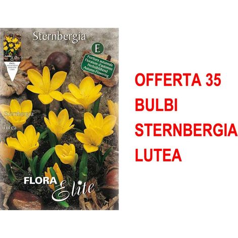 BULBI AUTUNNALI OFFERTA 35 BULBI STERNBERGIA LUTEA BULBI BULBS BULBES