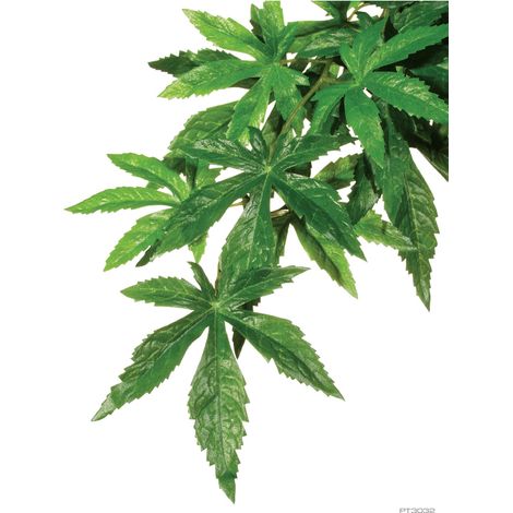 Plantas de Seda Abuliton S Exo Terra