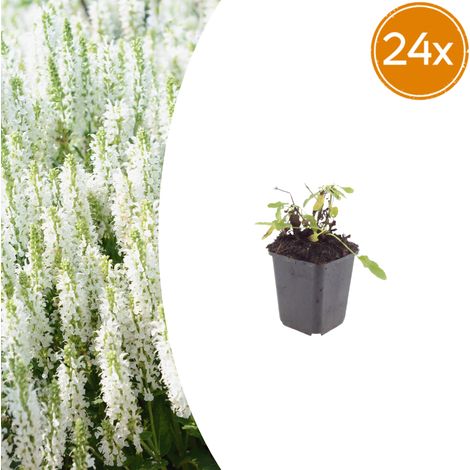 Lot de 24 Sauges des Bois Salvia nemorosa Schneehügel Vivaces Mellifères Pot Ø 9 cm 10-25 cm - PANGIVO (1/5)