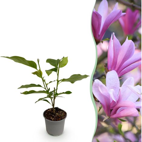 Magnolia Betty Arbuste à Fleurs Roses Plante de Jardin Caduc Pot 12 cm Hauteur 30 cm - PANGIVO (1/5)