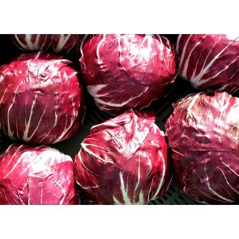 Semillas de Achicoria Palla Rossa. 50 Gramos