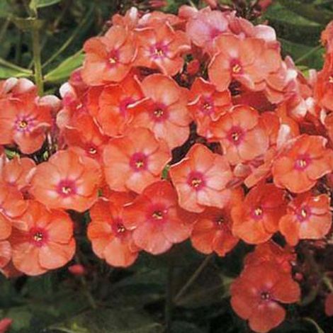 4 x Phlox paniculé 'Orange Perfection' - godet 9x9 cm