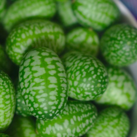 Cucamelon le sachet de 25 graines environ (0,1g) (1/2)