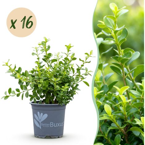 Buis Babylon Beauty Résistant Pyrale et Maladies - Lot de 16 Plantes pour Haie de 2m - PANGIVO (1/5)
