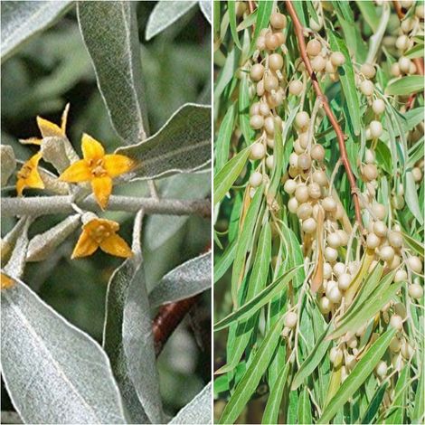 Semillas de Arbol del Paraiso. Eleagnus Angustifolia. 50 Gramos