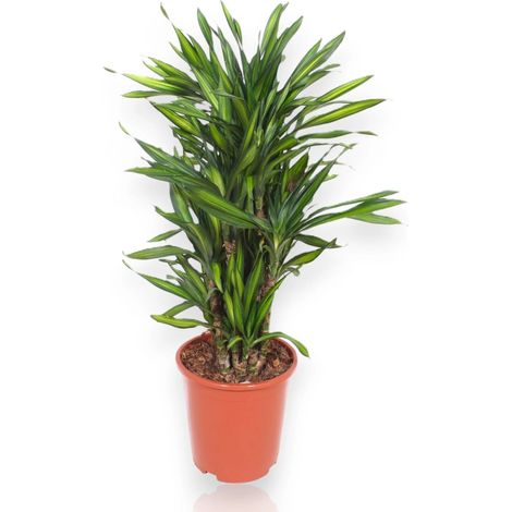 Gardenaria Dracaena fragrans 'Riki' - Pianta da interno ornamentale - Altezza: 140 cm (vaso 30)