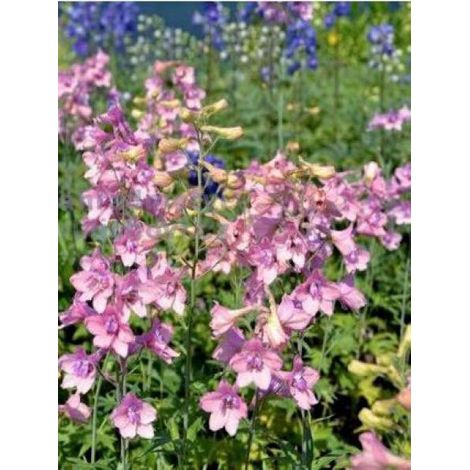 Pied d'Alouette ruysii 'Pink Sensation' Godet de 8/9 cm (1/4)