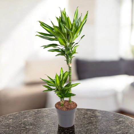 Gardenaria Dracaena fragrans 'Cintho' - Pianta da interno ornamentale - Altezza: 100 cm (vaso 19)