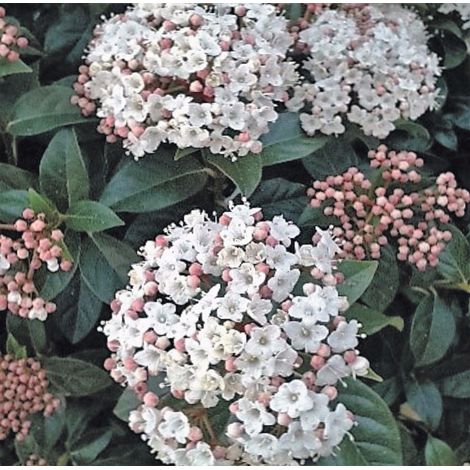 Planta de Durillo. Viburnum Tinus