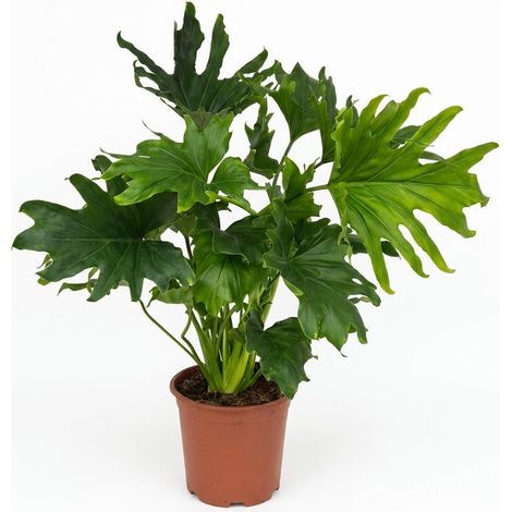 Philodendron Lickety Split - Plante d'Intérieur Verte - Entretien Facile - Pot 19 cm - Hauteur 70 cm - PANGIVO (1/5)