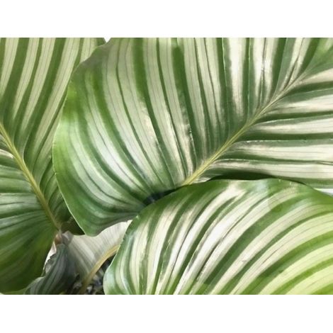 Gardenaria Calathea orbifolia - Pianta da interno ornamentale - Altezza: 45 cm (vaso 17) (1/5)