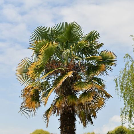 Palmier de Chine (Trachycarpus fortunei) (1/2)