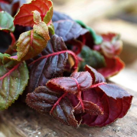 Hortensia grimpant Winter surprise/Godet - 5/20 cm
