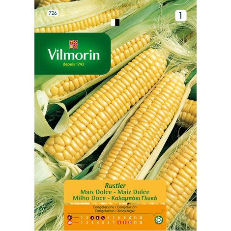 Graines de ma´s sucres Vilmorin Rustler S-1 , plus de 8 gr