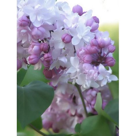 Lilas commun 'Beauty of Moscou' Pot de 4L/5L