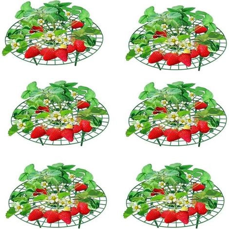 6 Pièces Support pour Plantes de Fraises Supports de Plantation pour Fraises et Fruits pour Serre et Plantes en Pot pour Éviter la Pourriture du Sol, 309.5, vert (1/4)