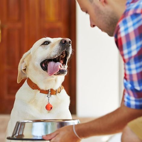 Set di 10 campanelli rotondi per animali domestici, con suono forte, multicolore, per cani e gatti, decorazione natalizia, in metallo di ferro, senza gemme - ALTRO (1/4)