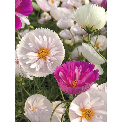 Cosmos 'Cupcakes' le sachet de 100 graines (1g)