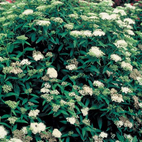 Spirée Japonaise  - Spiraea japonica 'Albiflora'  - 25-30 cm pot