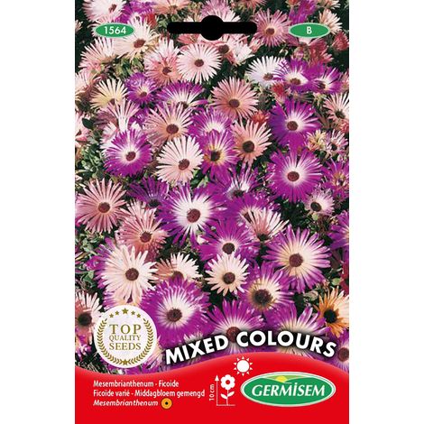 Graines Ficoïde varié MIXED COLOURS