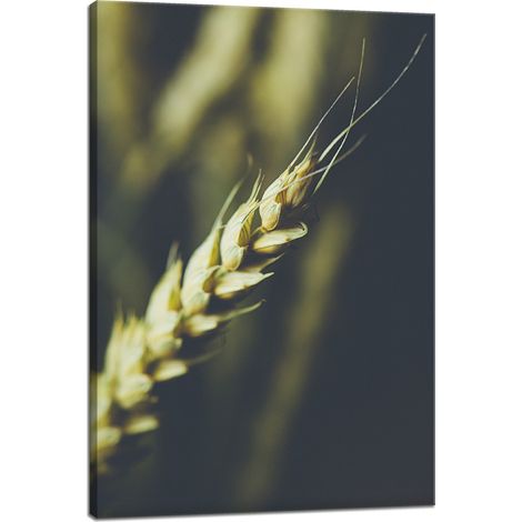 Leinwanddruck Botanik Weizenähre 40x60 cm