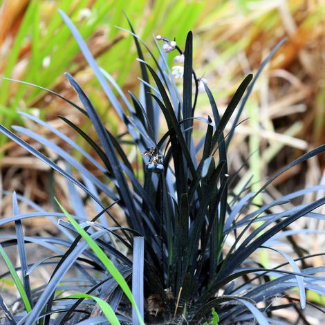 Ophiopogon Niger' - Ophiopogon planiscapus Niger' godet 9cm