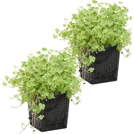 Bloomique - Lot de 2 - Hydrocotyle Variegata - Hydrocotyle panachée - Plantes de bassin - Plantes aquatiques - Rustique - Hauteur 10-20 cm - Pot 11 cm