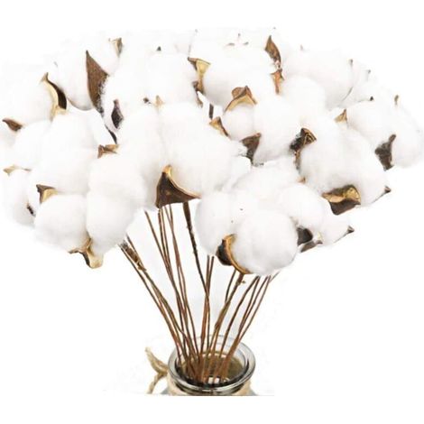 Fleurs De Coton - 20 Pièces - Naturel Et Artificiel - Tiges Pliables 42cm - Décoration Maison Mariage (1/5)