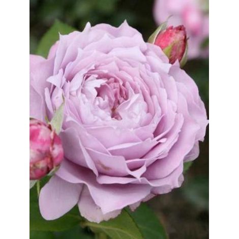 Rosier à fleurs groupées 'Novalis'® Pot de 4L/5L (1/4)