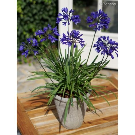 Agapanthe 'Brilliant Blue' Godet de 8/9 cm (1/2)