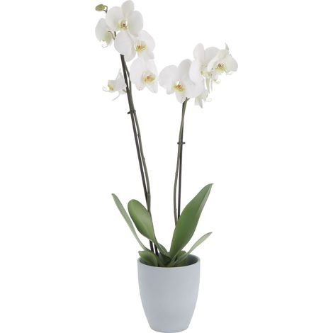 Orchidea Phalaenopsis Bianca con Vaso in Ceramica Grey Stone - Piante Vere Fiorite da Interno - H 60-70 cm Vaso Ø 12 cm