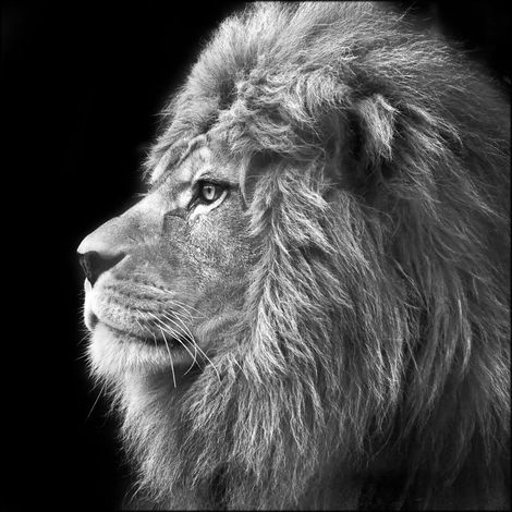 Lupia - Quadro su Tela Arte THE LION 50x50, Bianco e Nero, Tela in Cotone, Telaio in Legno di Abete 3.1cm, Made in Italy (1/3)