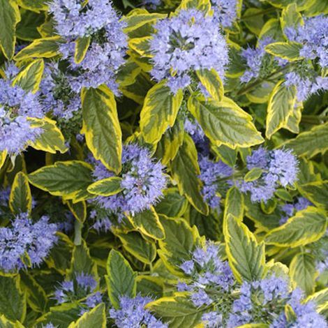Barbe-bleue 'Summer Sorbet' - 30-40 cm pot