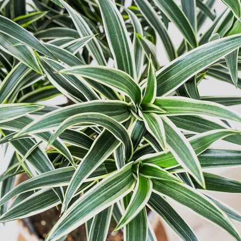 Dracena Valentina in vaso da 21cm