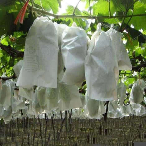 QAZQA Lot de 20 sacs de protection pour plantes - Avec liens torsadés - Non tissé - Filet de protection pour fruits - Pour raisins, goyaves, prunes, pêches - Cordon de serrage - 24 x 35 cm (1/5)