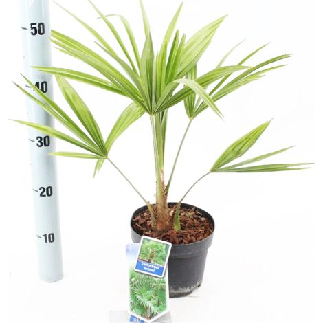 Palma cinese a ventaglio "Trachycarpus fortunei" pianta in vaso ø13 cm