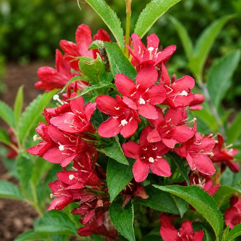 Gardenaria Weigela 'Nain Rouge' - Arbusto ornamentale da giardino - Altezza: 40/50 cm (vaso18) (1/2)