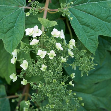 Hortensia quercifolia alice - Hydrangea quercifolia alice Pot 3L (1/2)