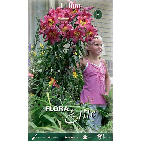 BULBI AUTUNNALI LILIUM GIGANTE EMPOLI CONFEZIONE 2 BULBI BULBS BULBES