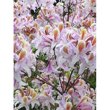 Azalée caduque 'Delicatissima' Pot de 4L/5L