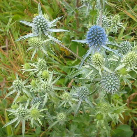 4 x Chardon bleu - Eryngium planum  - godet 9x9 cm