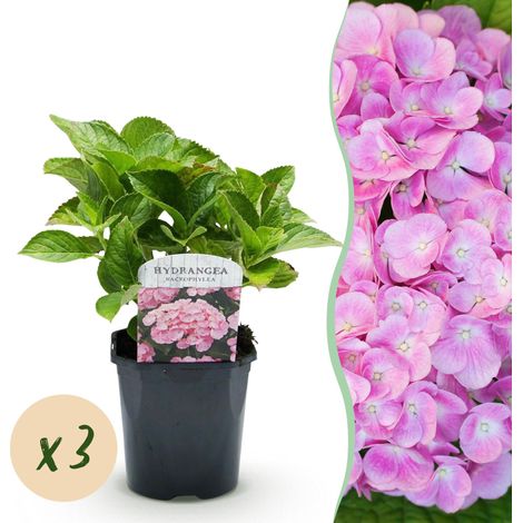 Lot de 3 Hortensias Hydrangea macrophylla Rose à Grandes Fleurs pour Jardin et Balcon Pot 17cm 30cm - PANGIVO (1/5)