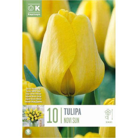 Bulbi di Tulipano Novisun 10 pz KAPITEYN (1/4)